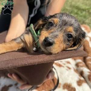 Gray, Dachshund Puppy